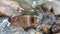 Water flowing over stones boulders washed by river fluid amazing water-cascade over natural rocks smooth movement