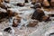 Water flowing over stones during a winter thaw