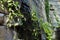 Water flowing from a stone wall with creeping vines around it