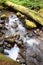 Water Flows Down Mossy Brook Wild Forest Stream Waterfall