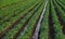 Water flows through an irrigation canal on a potato plantation. Surface irrigation of crops. European farming. Agriculture.
