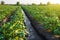 Water flows through an irrigation canal. Watering the potato plantation. roviding the field with life-giving moisture. Surface