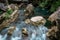 Water flows over rocks taken by low shutter speed