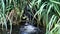 A water flows into the pond with reeds on the shore