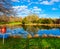 Water forest pond light