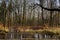 Water and forrest within the Dutch Waterloop Forrest for Hydraulic Research