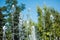 Water fountain in the background of trees in the park