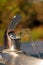 Water Fountain Closeup