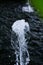 Water fountain springs, water spout of fountain pool in a park.