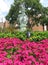 Water Fountain in Summertime With Petunia Flowers