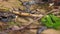 water, fresh stream in the forest. a mountain stream with clear clear water