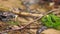 water, fresh stream in the forest. a mountain stream with clear clear water