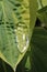 Water on funkia leaf