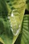Water on funkia leaf