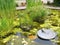 Water Garden Pond Plants and Sundial