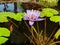 Water Garden and Pond with Purple Lilly Plants Fish