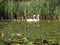 Water grass overgrown by the lake, some swans