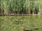 Water grass overgrown by the lake, some swans