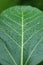 water on green banyan leaf