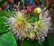 Water Guava Flowers Blooming