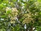 Water guava flowers are blooming