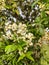 Water guava flowers are blooming