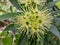 Water guava flowers have a beautiful unique and attractive shape.