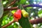 Water guava fruit still hanging on the tree.