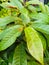 Water guava plants thriving in the house yard