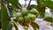 water guava (Syzygium aqueum) on the tree