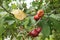 Water guava or Syzygium samarangense from its fresh tree