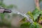 Water gushing over garden plants