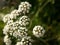 Water hemlock