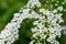 Water hemlock Conium maculatum flowers