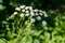 Water hemlock Conium maculatum flowers