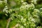 Water hemlock Conium maculatum flowers