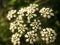 Water hemlock Conium maculatum wildflower.