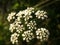 Water hemlock Conium maculatum wildflower.