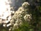 Water hemlock Conium maculatum wildflower