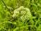 water hemlock white green flower background sunset natural