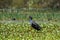 Water hen bird on water