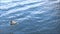 Water hen (Gallinula chloropus) swims in the White Lake, Gatchina park, Gatchina, Leningrad region, spring 2016.