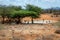 Water hole in samburu with animals gathering to drink