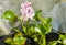 Water hyacinth