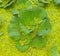 Water hyacinth, any aquatic plant of the genus California of the pickerel weed family in india