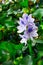 Water hyacinth is blooming
