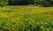 Water Hyacinth Blooming in Anchialine Pool