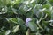 Water Hyacinth (Eichhornia crassipes) with a single purple flower