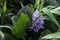 Water Hyacinth (Eichhornia crassipes) with a single purple flower