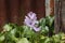 Water Hyacinth (Eichhornia crassipes) with a single purple flower